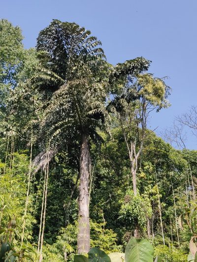 Caryota obtusa, photographed by T R Shankar Raman