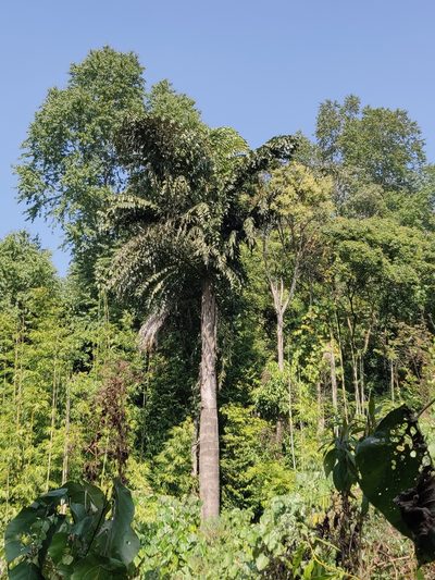 Caryota obtusa, photographed by T R Shankar Raman