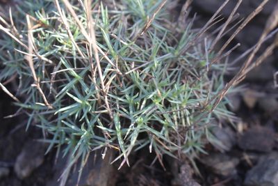 Dianthus pyrenaicus, photographed by Bastien Alegot