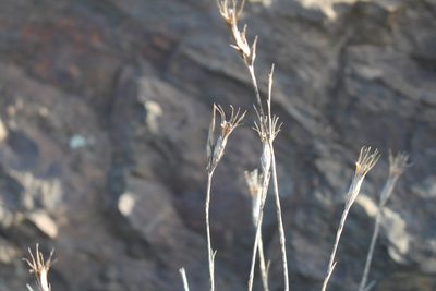 Dianthus pyrenaicus, photographed by Bastien Alegot