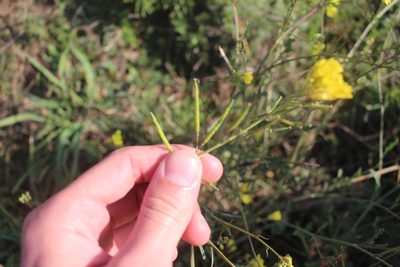 Brassica fruticulosa, photographed by Bastien Alegot