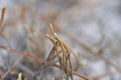 Selaginella arenicola, photographed by brycelee