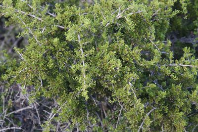 Searsia burchellii, photographed by Tony Rebelo