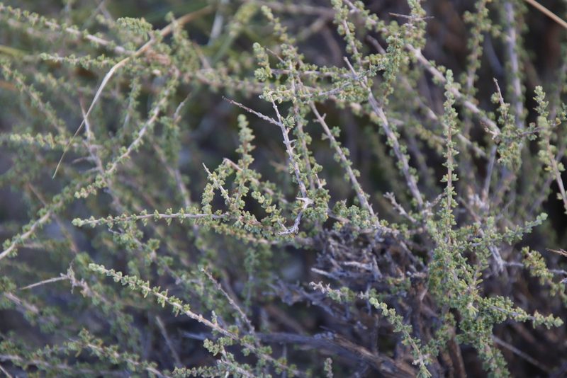 Eriocephalus ericoides, photographed by Tony Rebelo