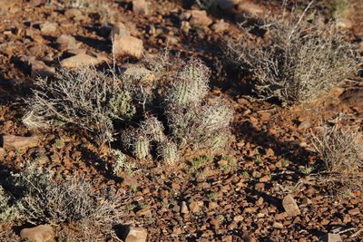 Euphorbia stellispina, photographed by Tony Rebelo