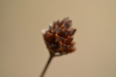 Xyris elliottii, photographed by brycelee
