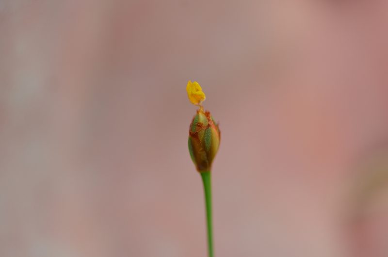 Xyris brevifolia, photographed by brycelee