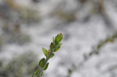 Lechea cernua, photographed by brycelee