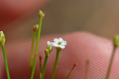Stipulicida setacea, photographed by brycelee