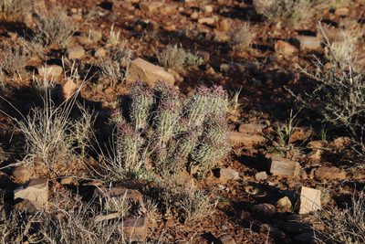Euphorbia stellispina, photographed by Tony Rebelo
