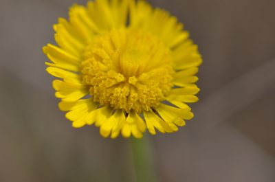 Helenium pinnatifidum, photographed by brycelee