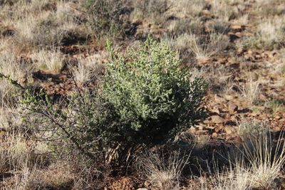 Asparagus mucronatus, photographed by Tony Rebelo