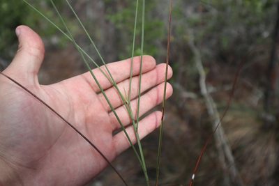 Schizachyrium rhizomatum, photographed by brycelee
