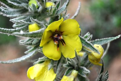 Verbascum boerhavii, photographed by Josep Gesti