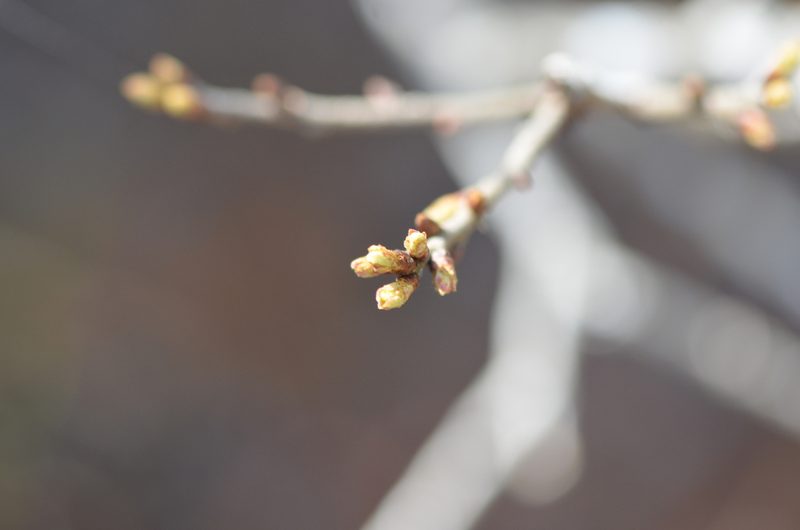 Quercus chapmanii, photographed by brycelee