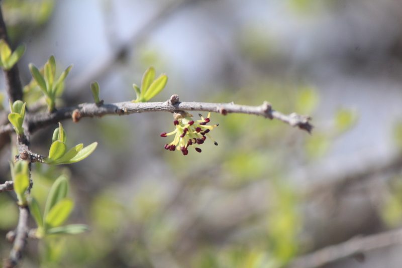 Forestiera phillyreoides, photographed by José Belem Hernández Díaz