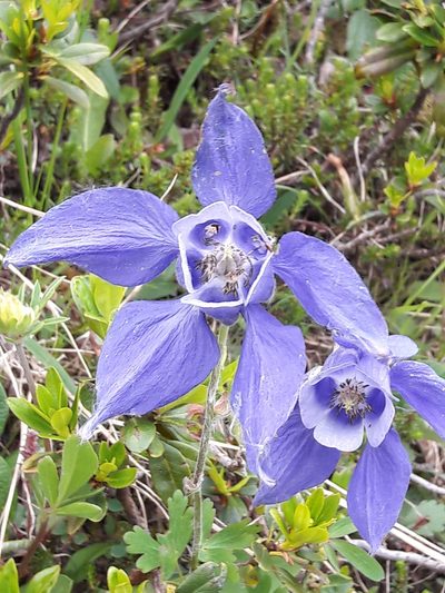 Aquilegia alpina, photographed by Denis Bastianelli