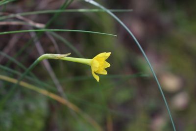 Narcissus assoanus, photographed by Bastien Alegot