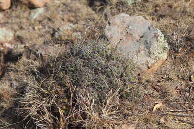Coryphantha octacantha, photographed by José Belem Hernández Díaz