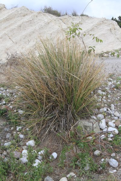 Chrysopogon zizanioides, photographed by Brian Oakes Haiti Hunter