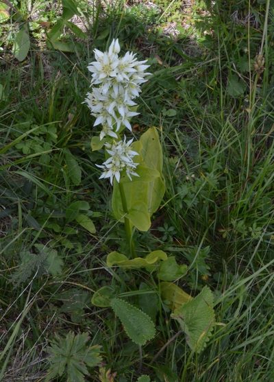 Swertia iberica, photographed by Dmitrii Ignatev