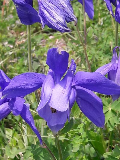 Aquilegia alpina, photographed by Denis Bastianelli
