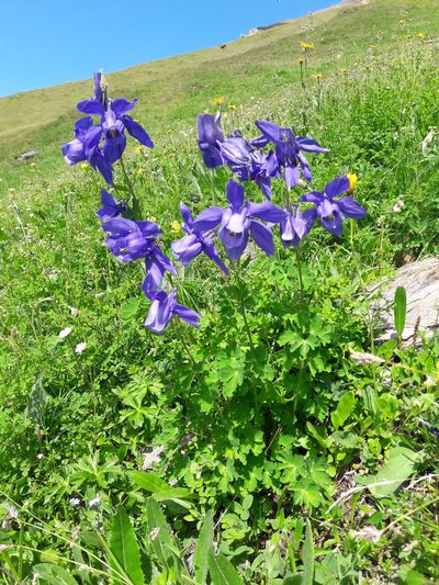 Aquilegia alpina, photographed by Denis Bastianelli