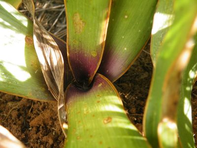 Schizocarphus nervosus, photographed by Antoinette Eyssell Knox