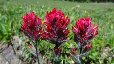 Castilleja parviflora, photographed by Tuoichen
