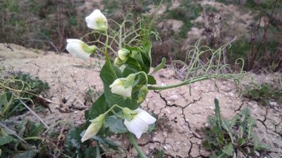 Lathyrus oleraceus, photographed by Sara Navarro