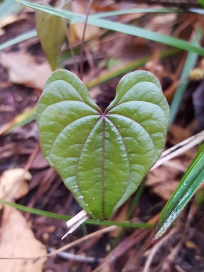 Dioscorea floridana, photographed by Alex Abair