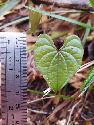 Dioscorea floridana, photographed by Alex Abair