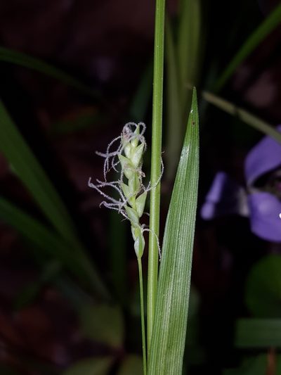 Carex ignota, photographed by Alex Abair