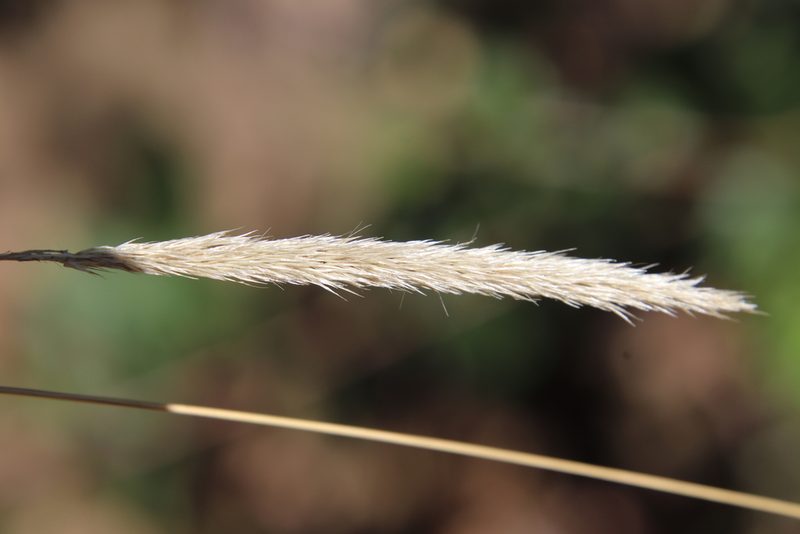Gastridium phleoides, photographed by Millie Basden