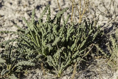 Phacelia integrifolia, photographed by Craig Martin
