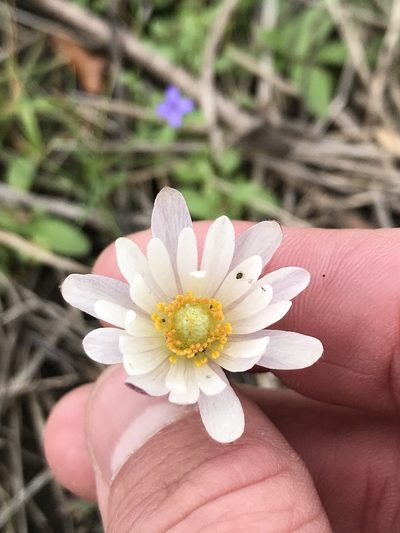 Anemone caroliniana, photographed by Cody Stricker