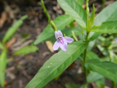 Justicia lanceolata, photographed by Michael J. Gras, M.Ed.