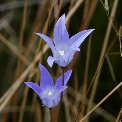 Wahlenbergia ceracea, photographed by Max Campbell