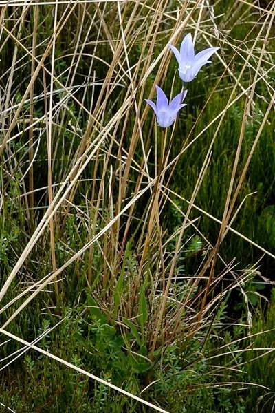 Wahlenbergia ceracea, photographed by Max Campbell
