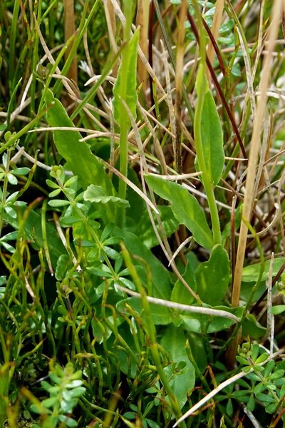 Wahlenbergia ceracea, photographed by Max Campbell
