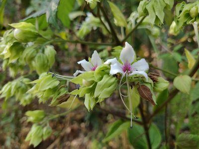 Clerodendrum infortunatum, photographed by T R Shankar Raman