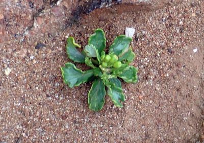Senecio sterquilinus, photographed by Peter de Lange