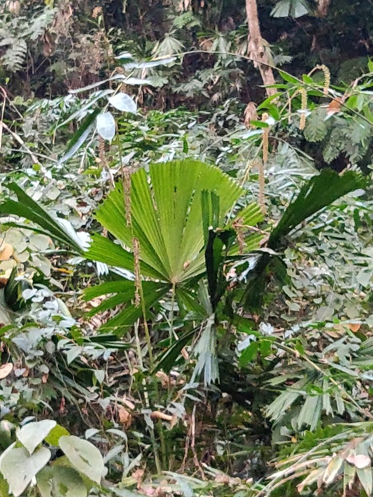 Licuala peltata, photographed by T R Shankar Raman