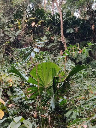 Licuala peltata, photographed by T R Shankar Raman