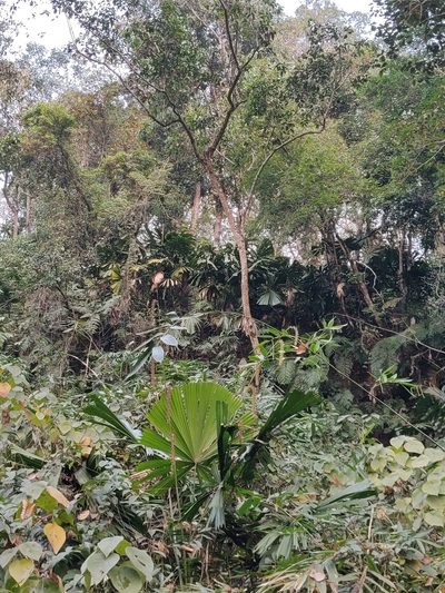 Licuala peltata, photographed by T R Shankar Raman