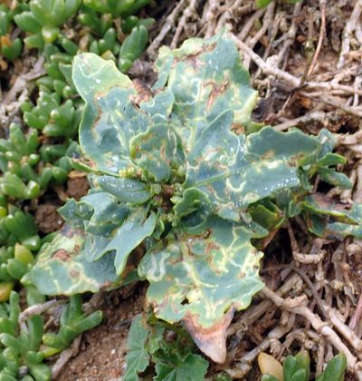 Atriplex australasica, photographed by Peter de Lange