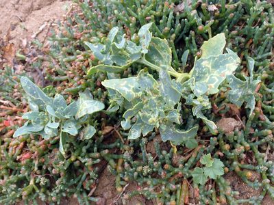 Atriplex australasica, photographed by Peter de Lange