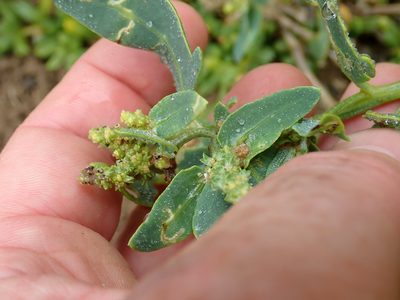 Atriplex australasica, photographed by Peter de Lange