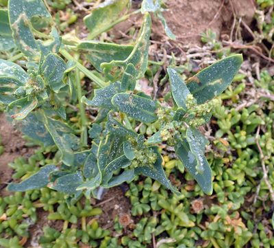 Atriplex australasica, photographed by Peter de Lange