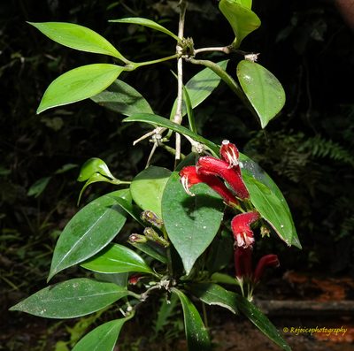 Aeschynanthus micranthus, photographed by Rejoice Gassah